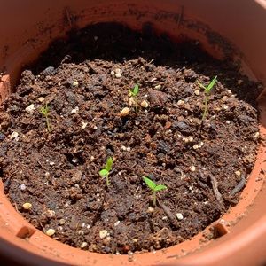 Meet your Posher, Lei